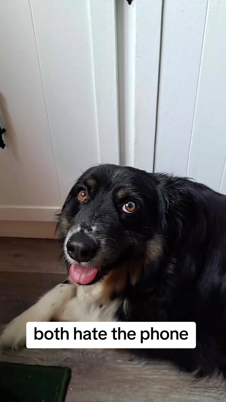 @EVE(dogmom)