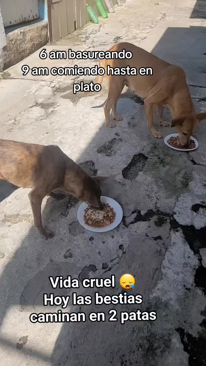 @𝕃𝕚𝕤𝕤 ℝ𝕖yes🇸🇻