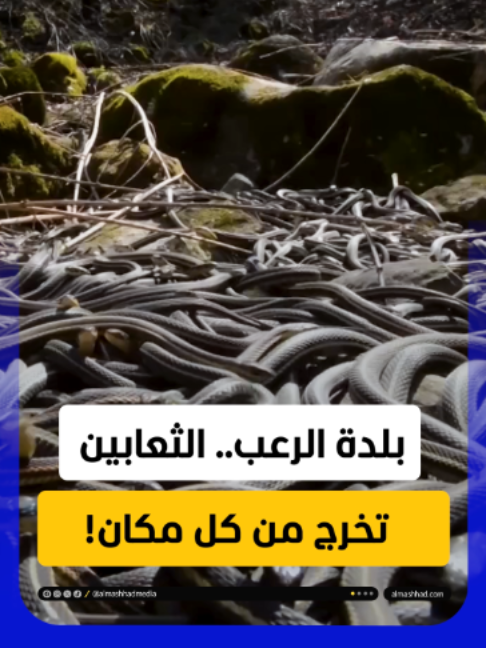 @Al Mashhad المشهد