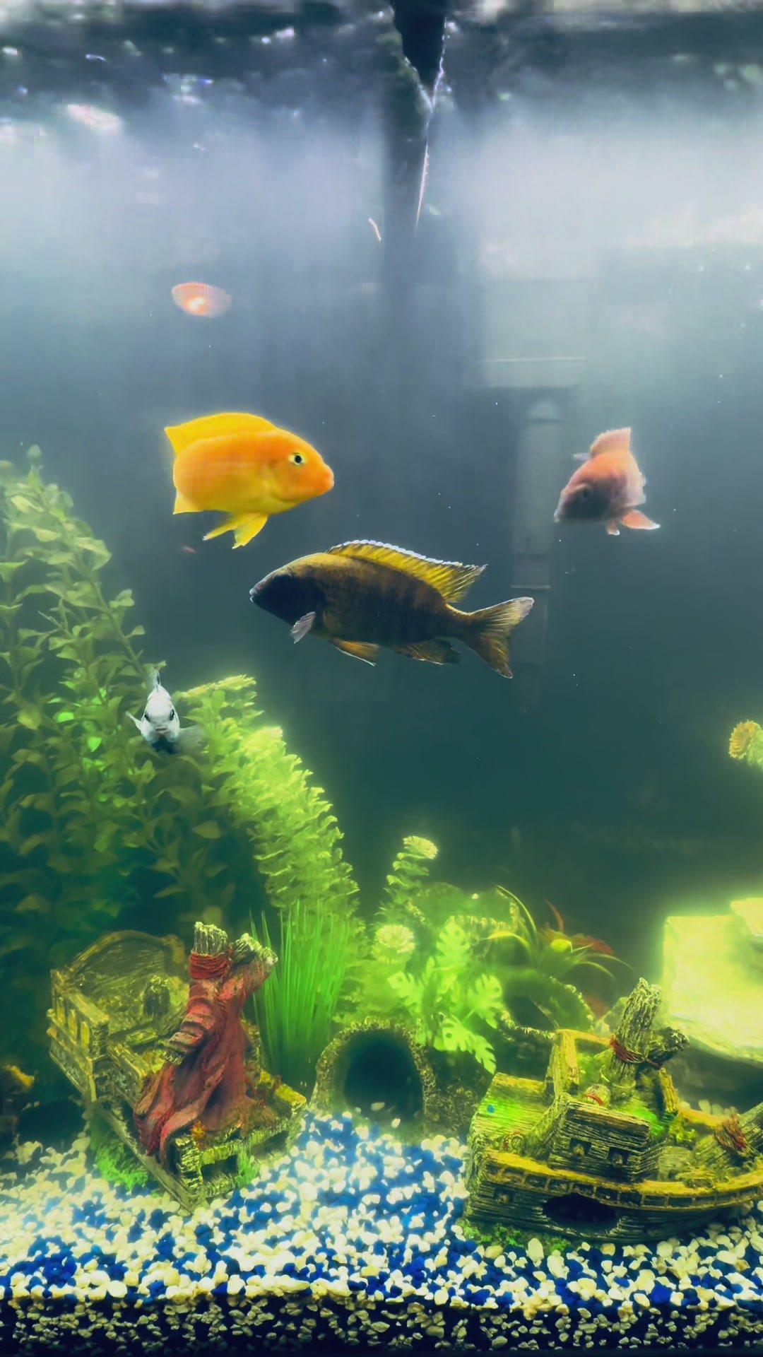 @Cichlid Chief