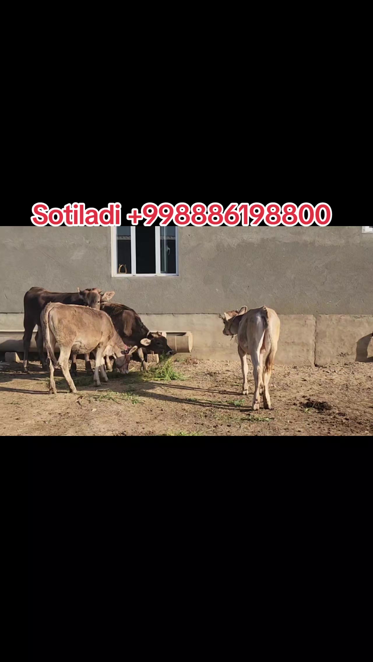 @Azizbek Mexliyev