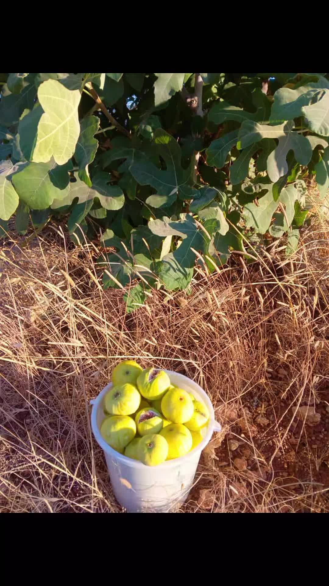 @حلا بنت عفرين
