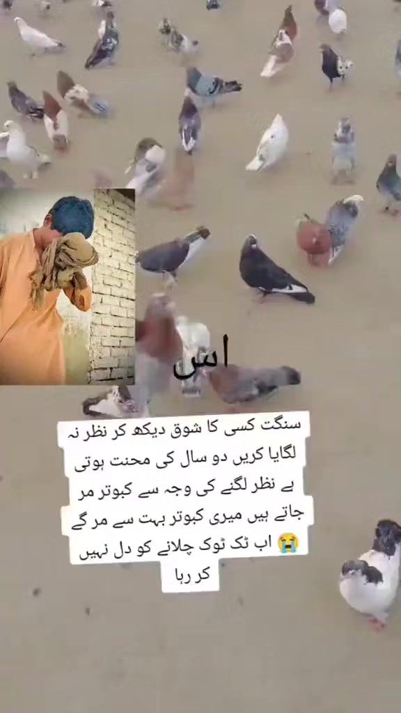 @عدیل رحمن لیہ وال کبوتر باز