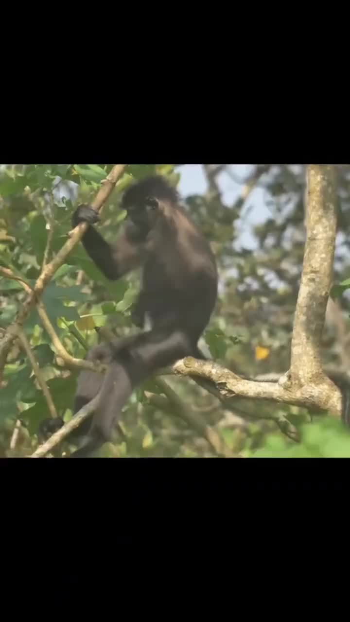 @carzzy fucker