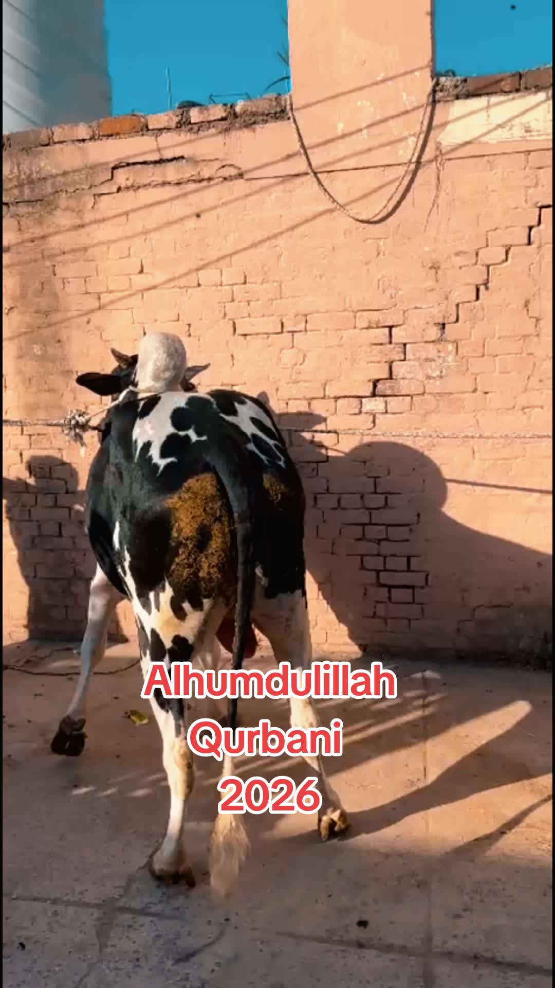 @Bullpointpk_official