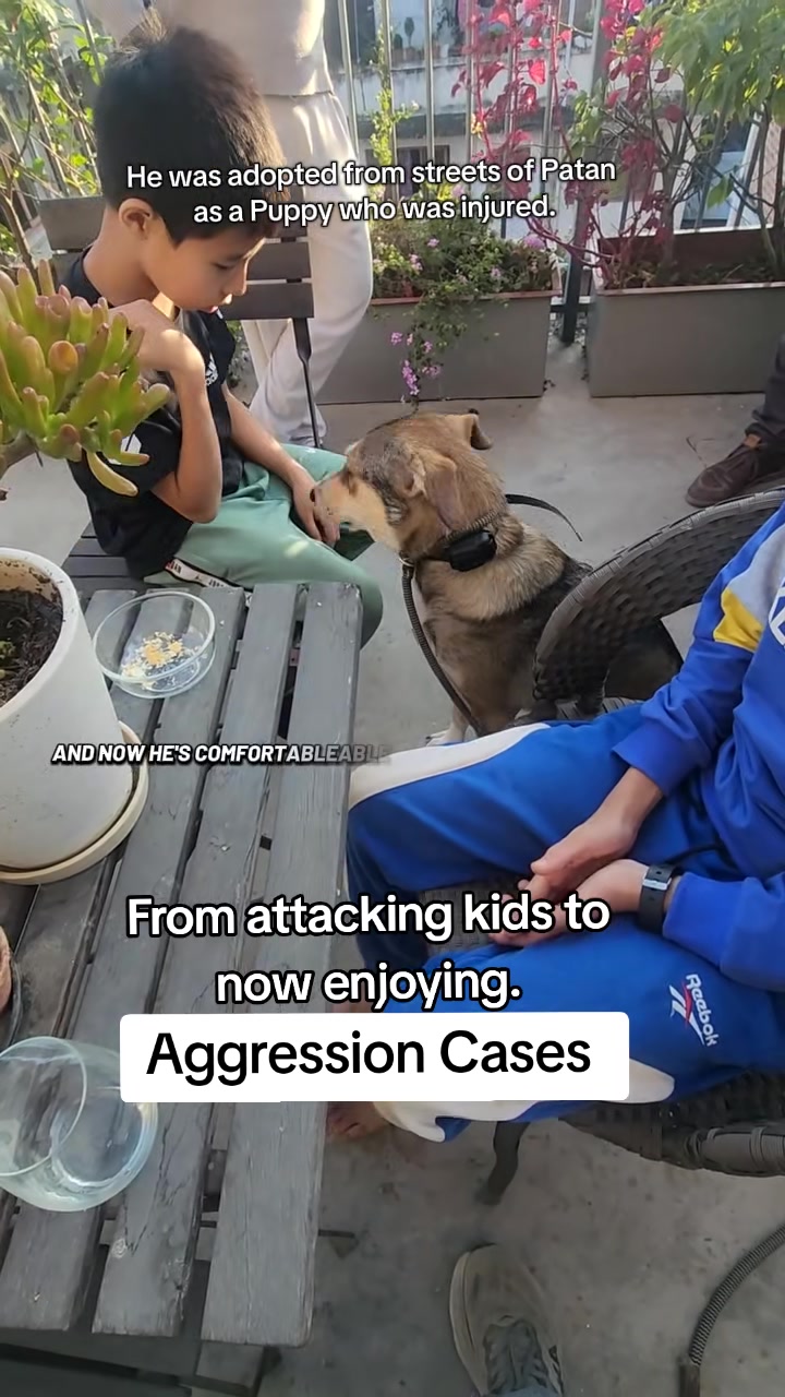 @Abhilasha - DogTrainer