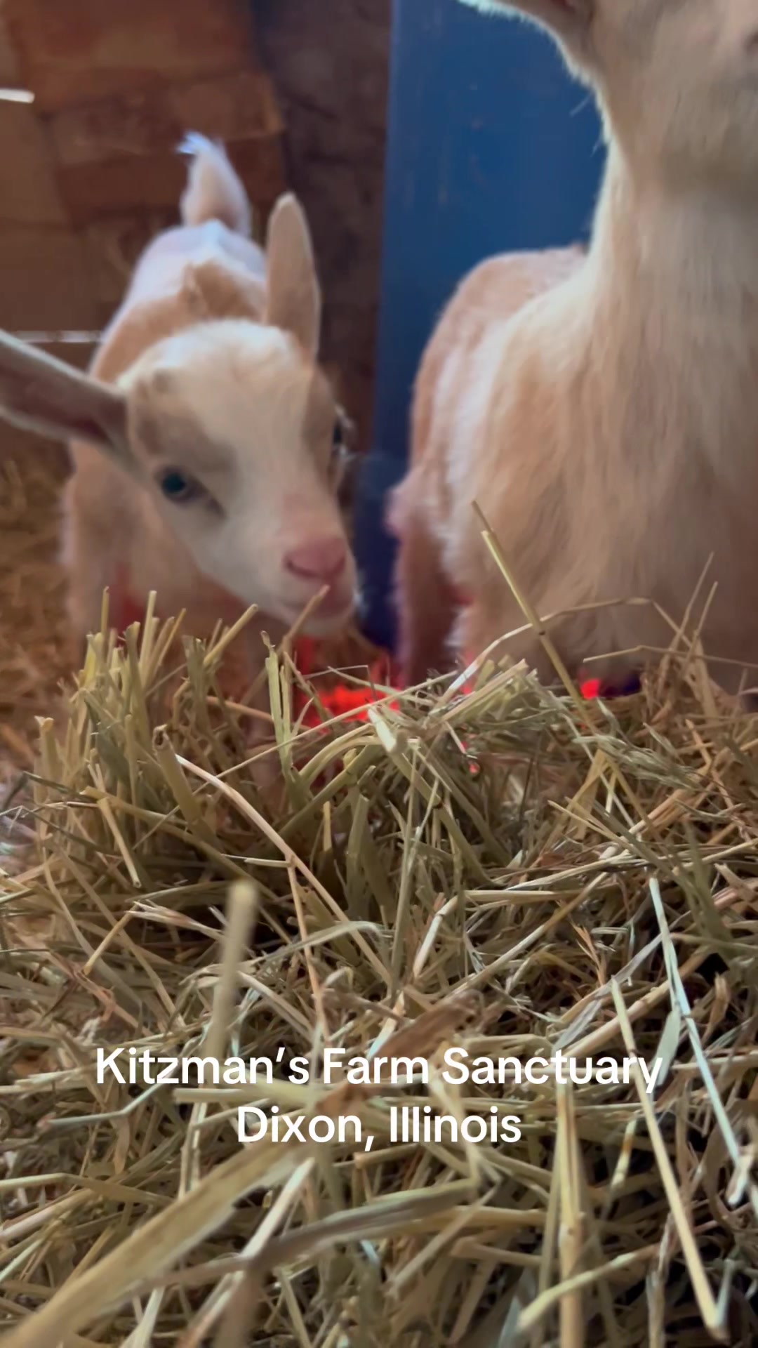 @Kitzman&rsquo;s Farm Sanctuary