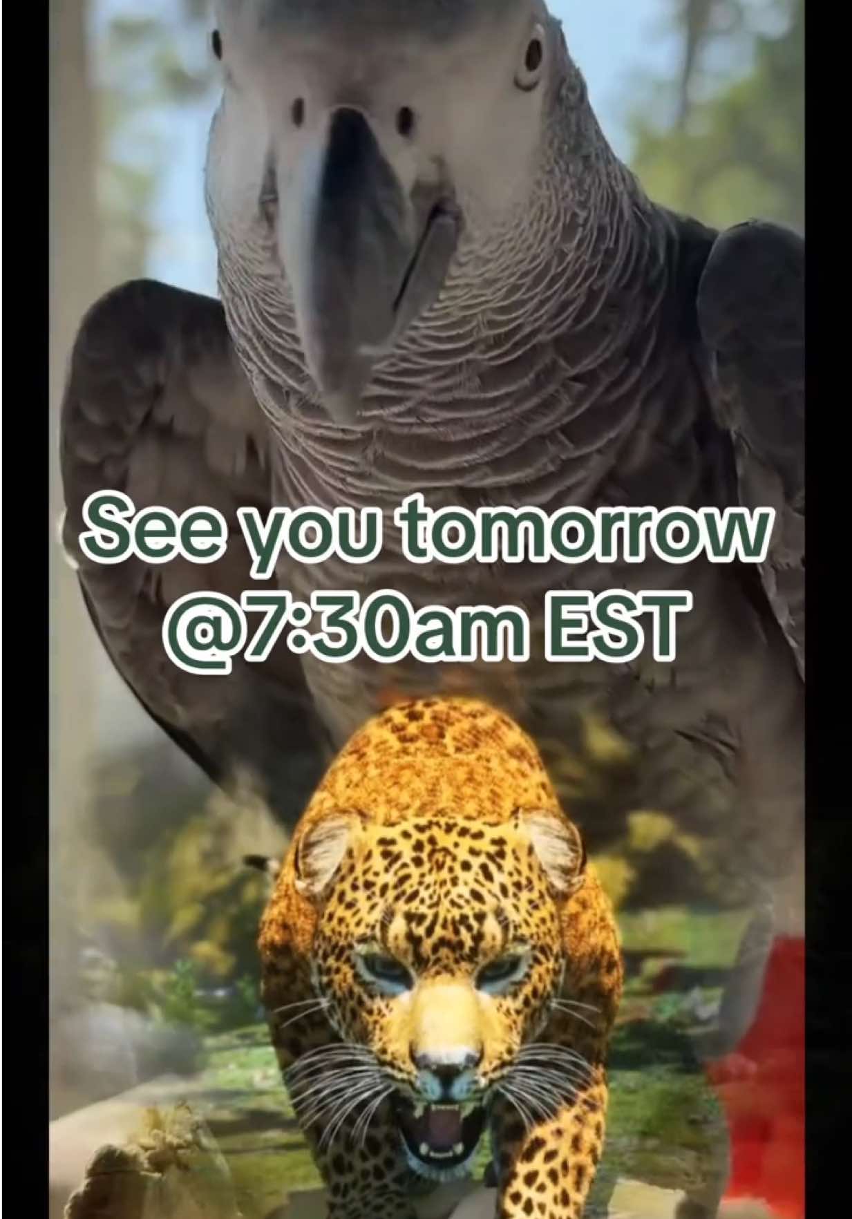 @thehinzoo