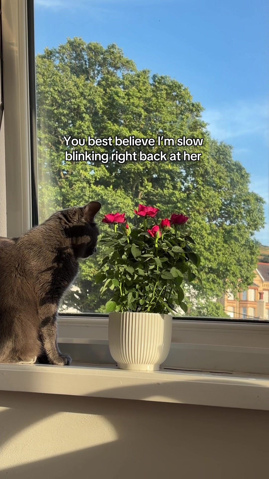 @Flowercat 🌸