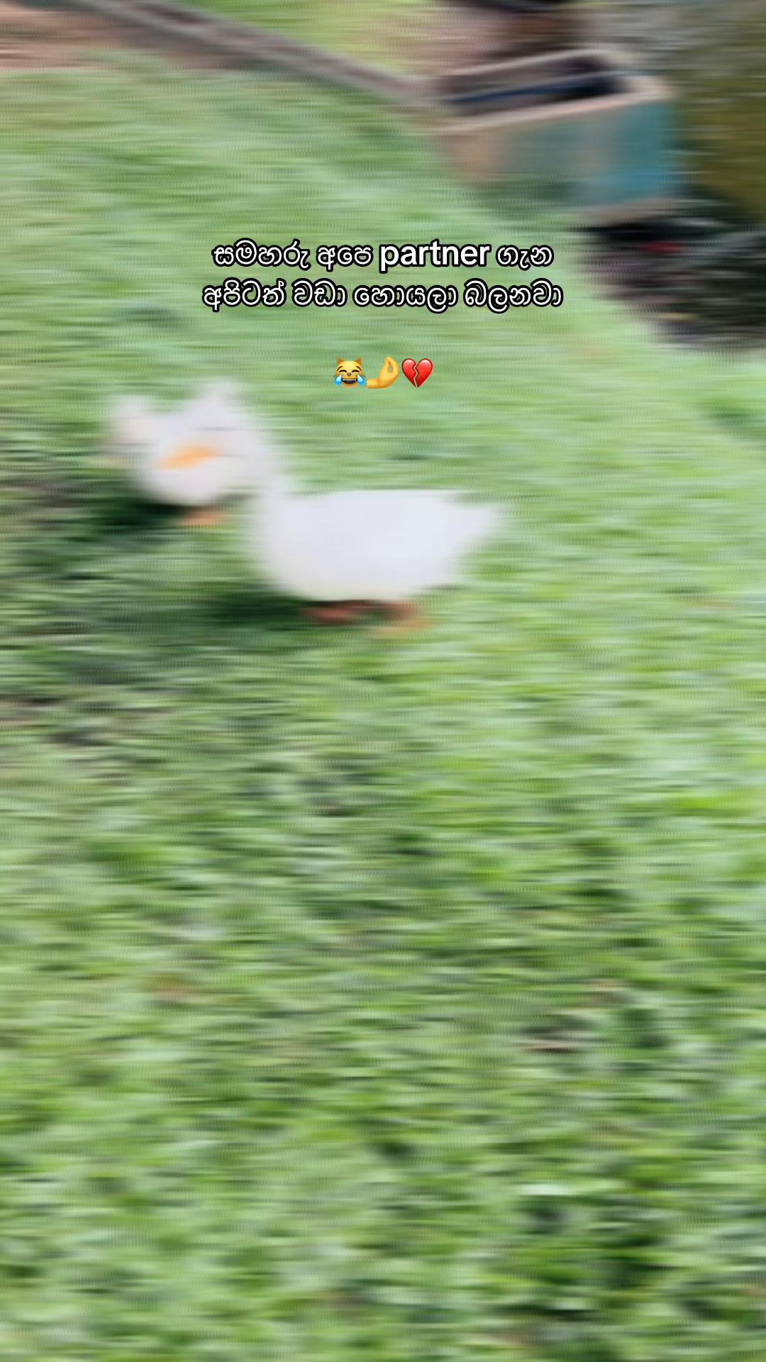 @F R O D W
