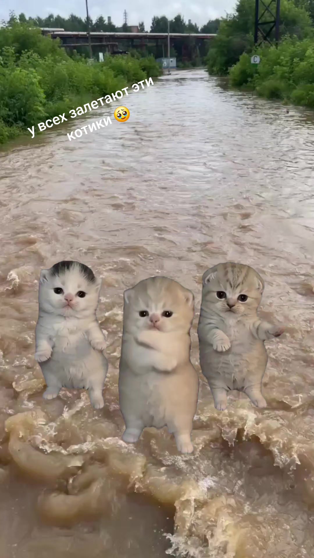 @Кудрявая