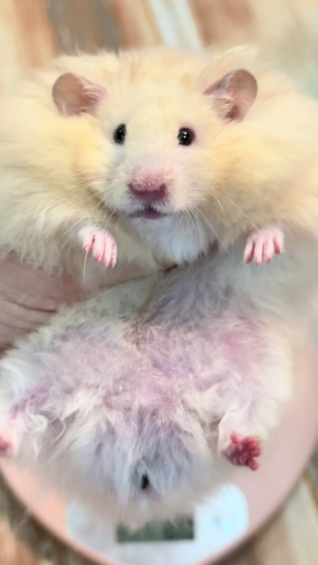 @Itsara Hamster