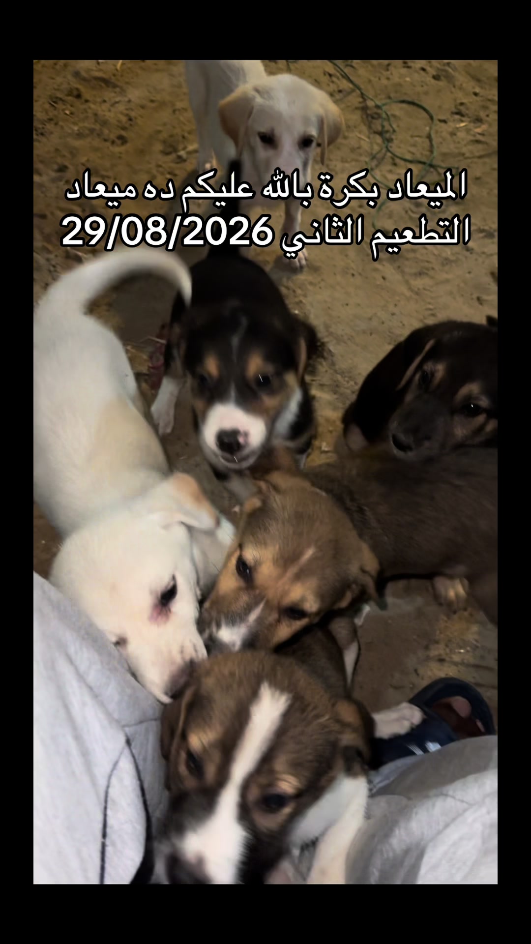 @ابو مصطفى🇪🇬