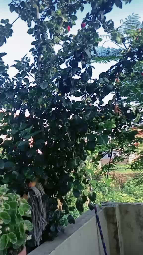 @पार्वती काफ्ले