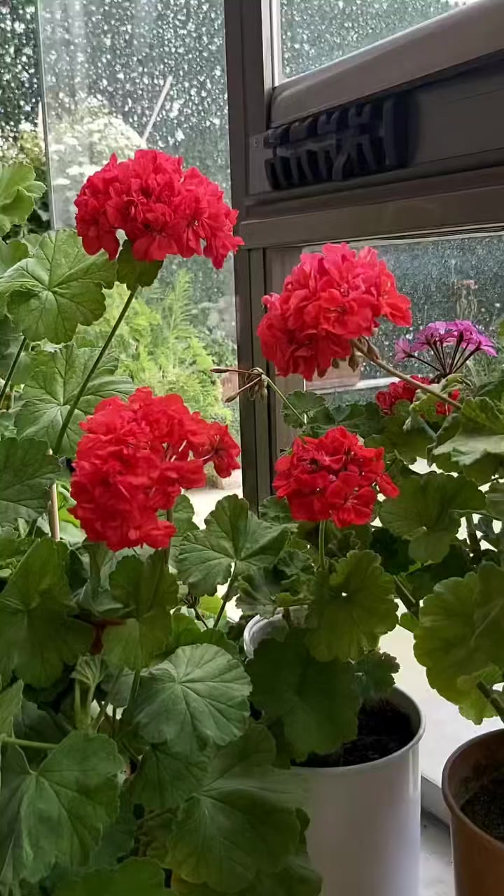 @💧Çiçek dostu 🇹🇷💧