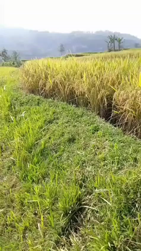 @Rajawali Sakti