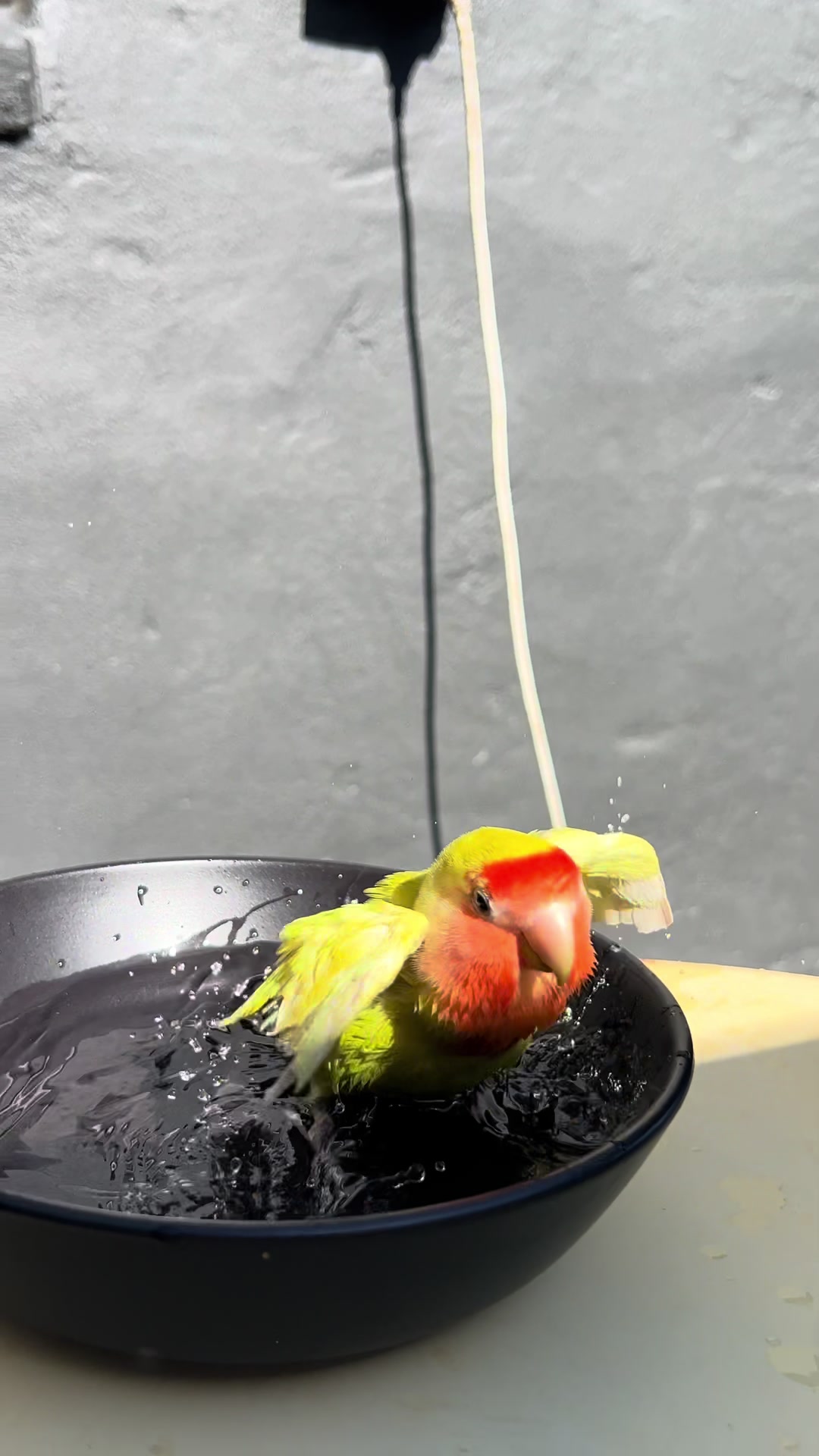 @JARVIS 🐥 the lovebird