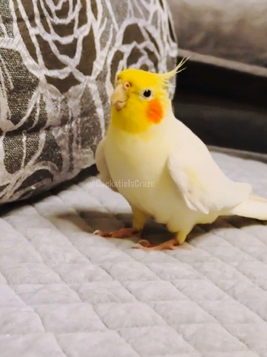 @Cockatiels Craze