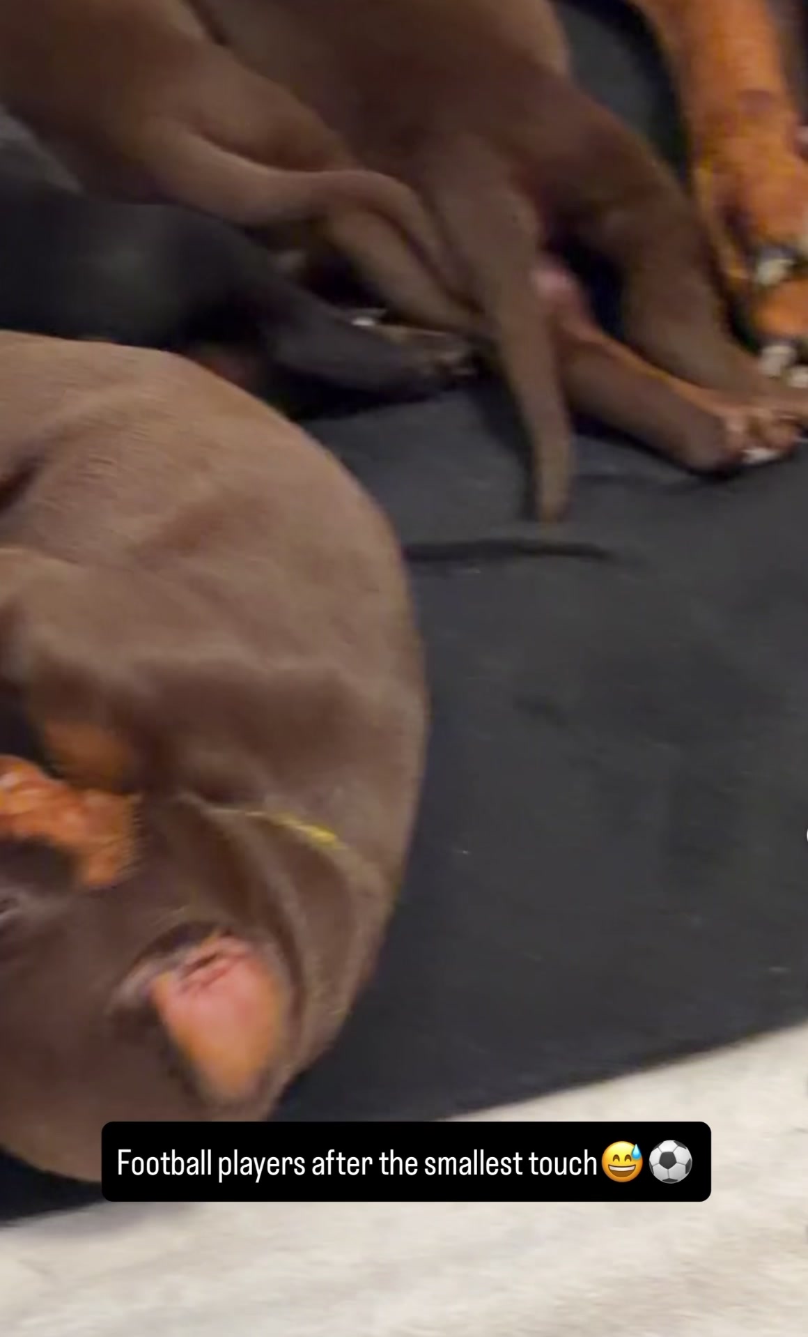 @GRAREVA dobermanns