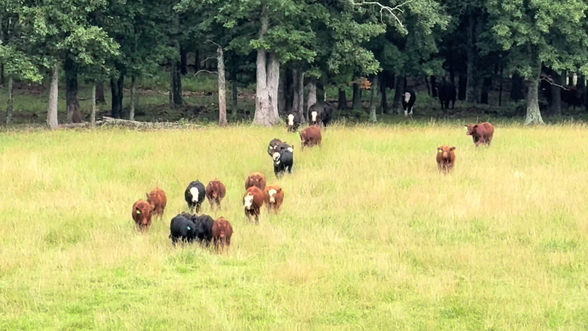 @Massey Land & Cattle