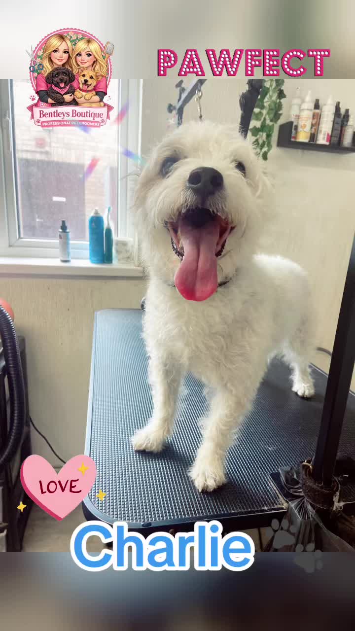 @Bentleys Boutique Pet Groomers