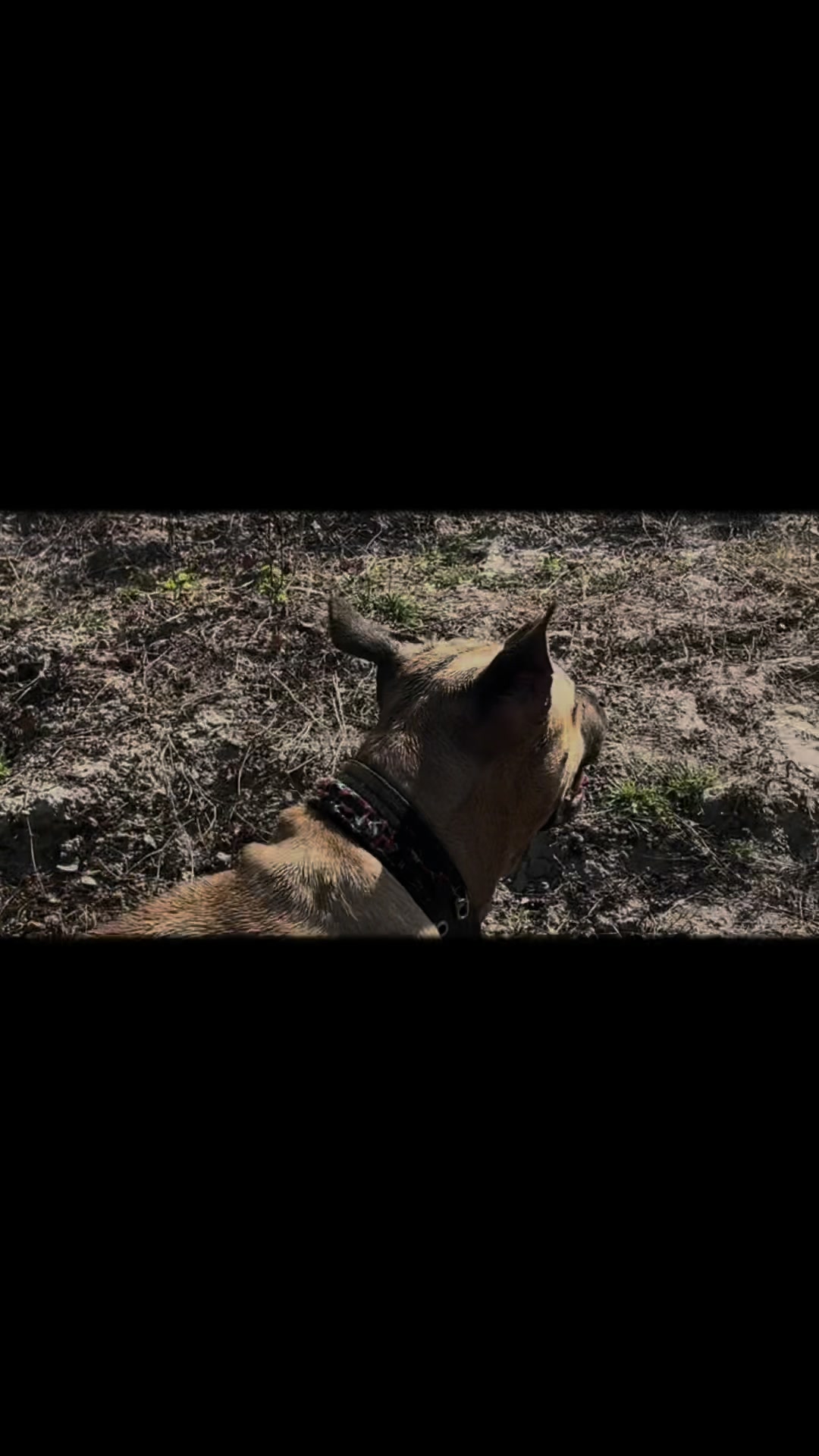 @🇲🇲JACK🔥Apbt Game Dog🔥