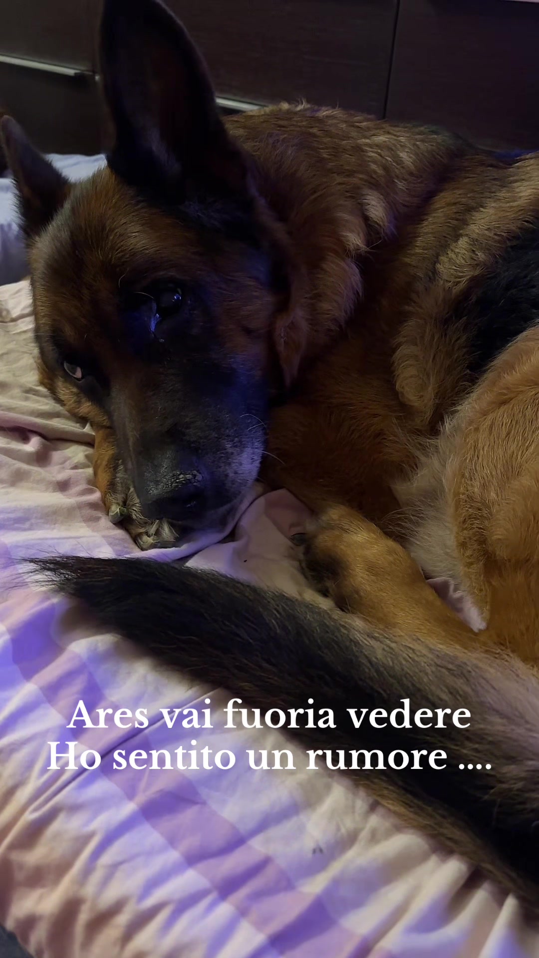 @alessiacolombara2