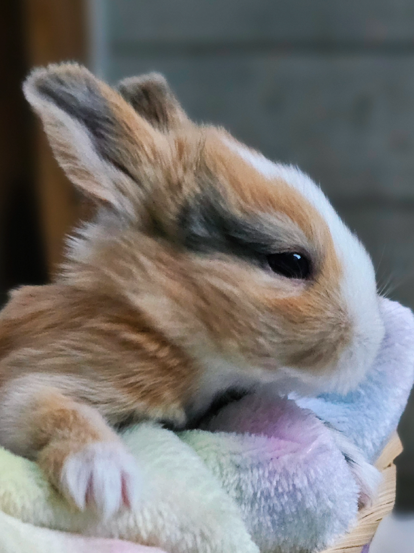 @Waterhouses Wildlife Rescue