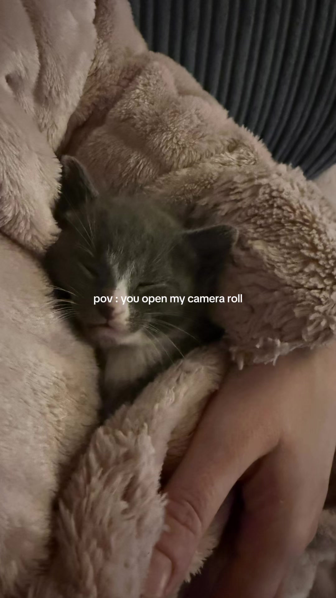 @Kittys