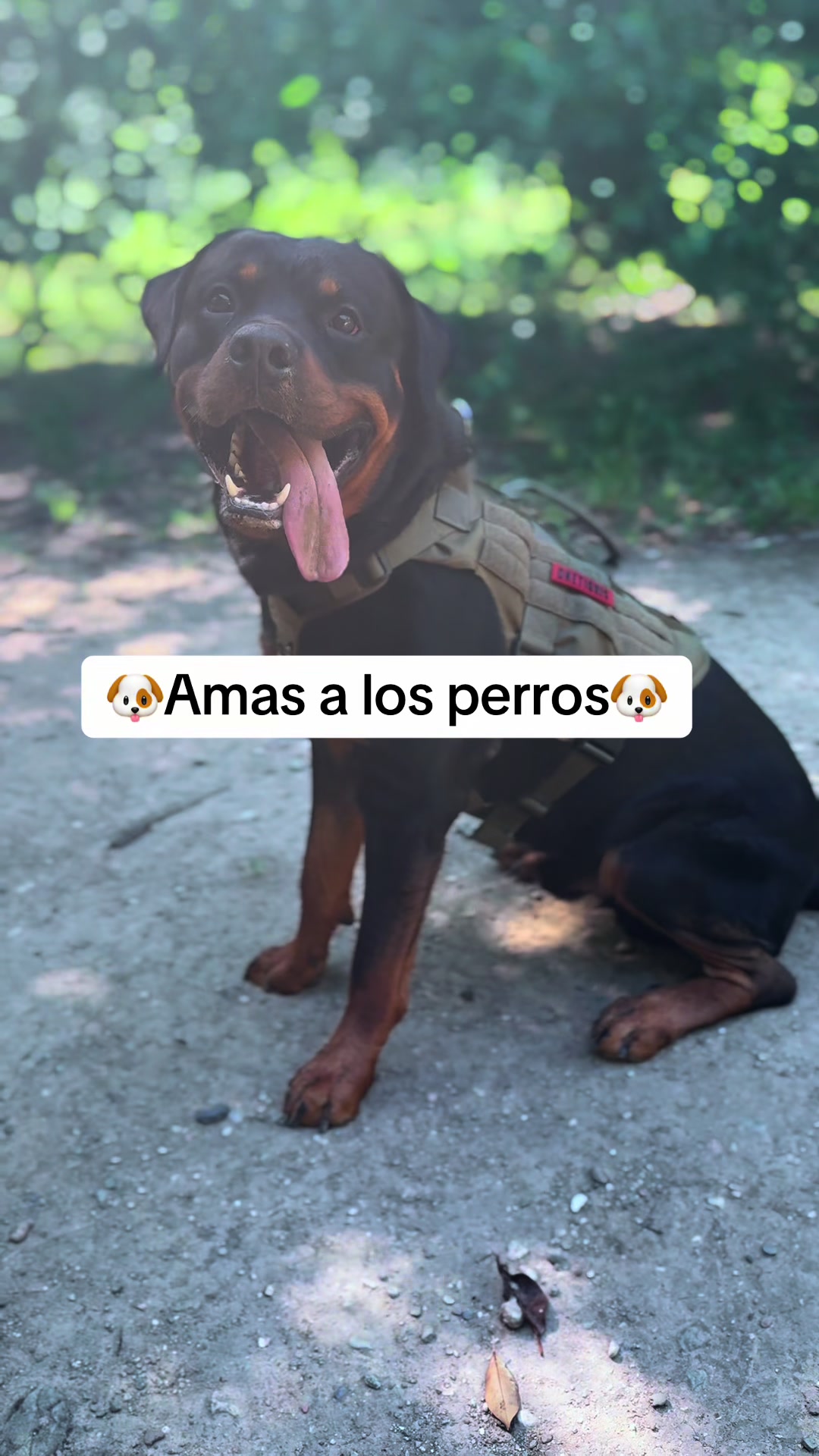 @José Ramos & Anubis Rottweiler