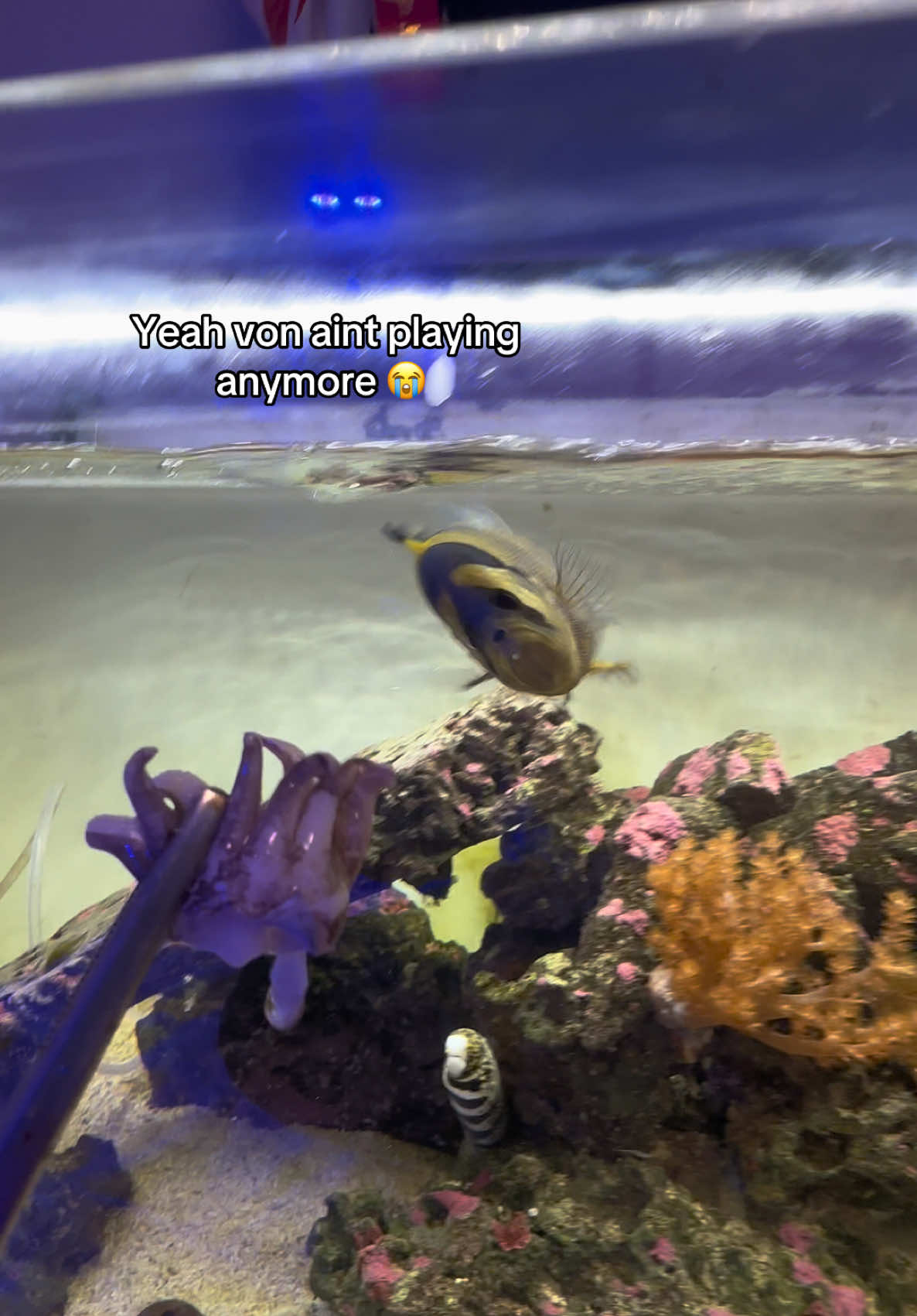 @ReefSync