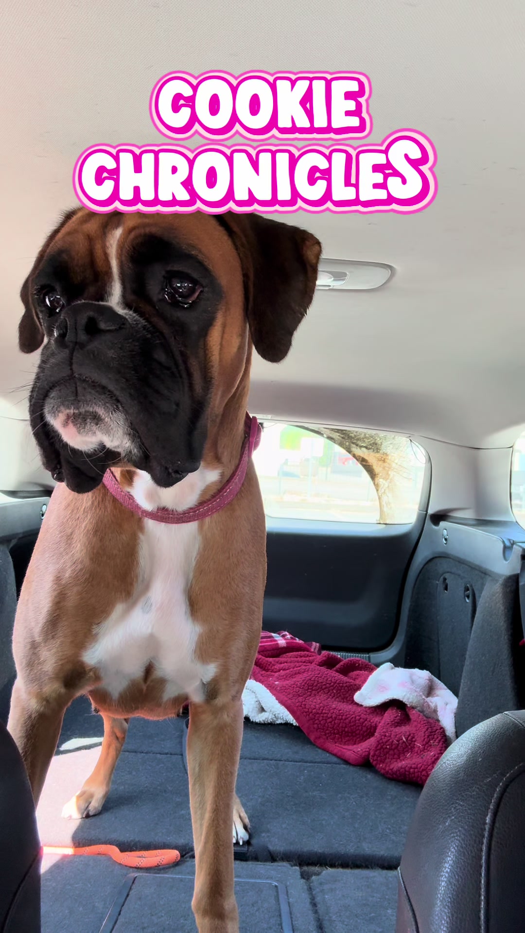 @boxermadness