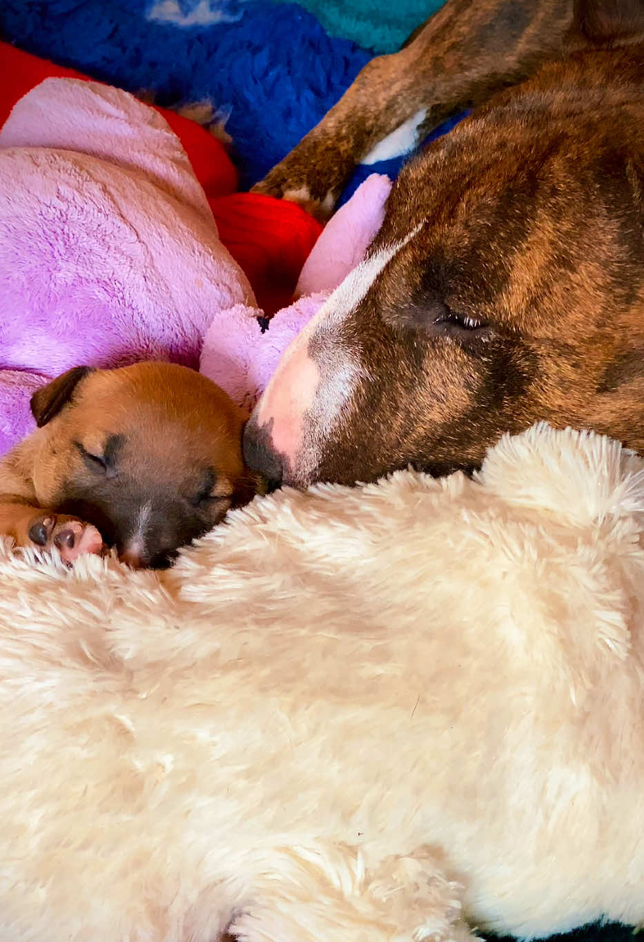 @Terra_Viva_minibullterrier