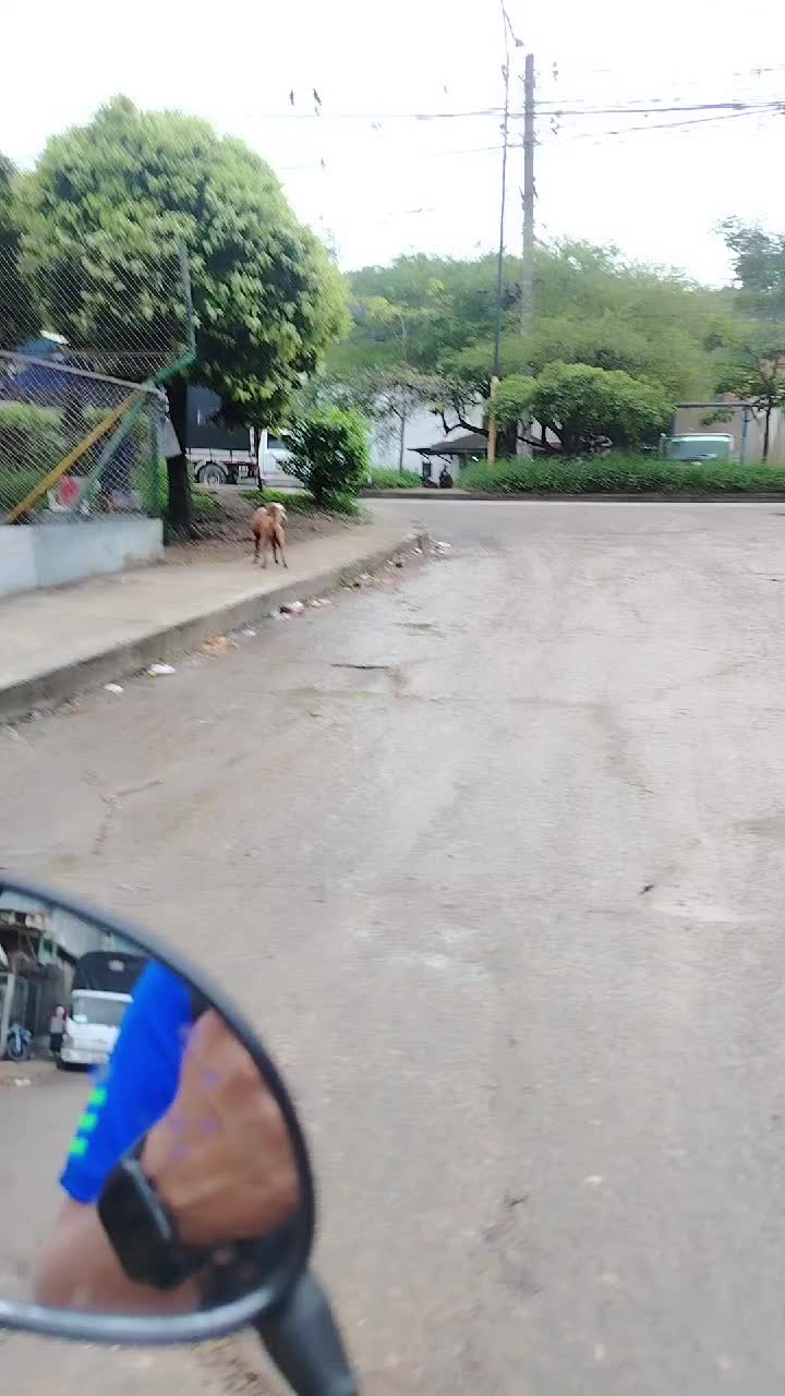 @german29a