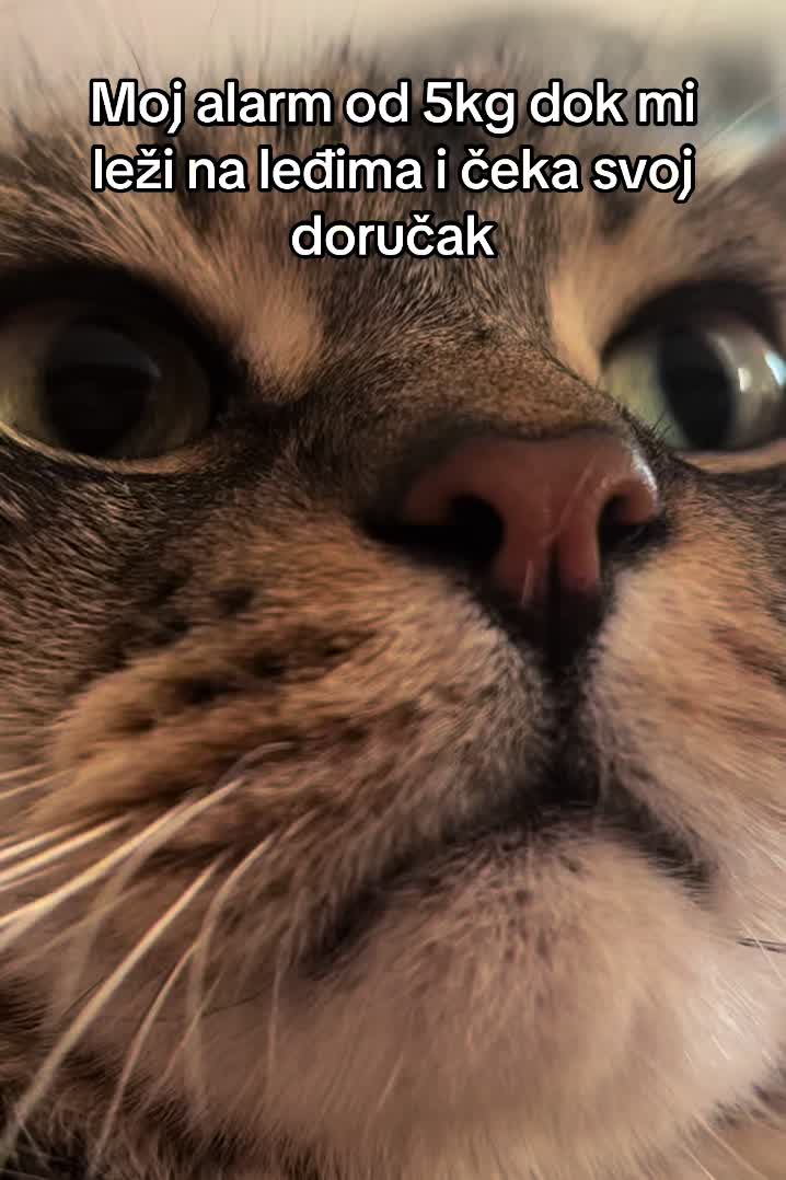 @leyla