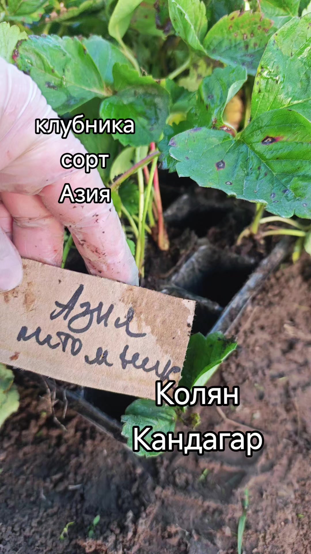 @Картофель Могилёв