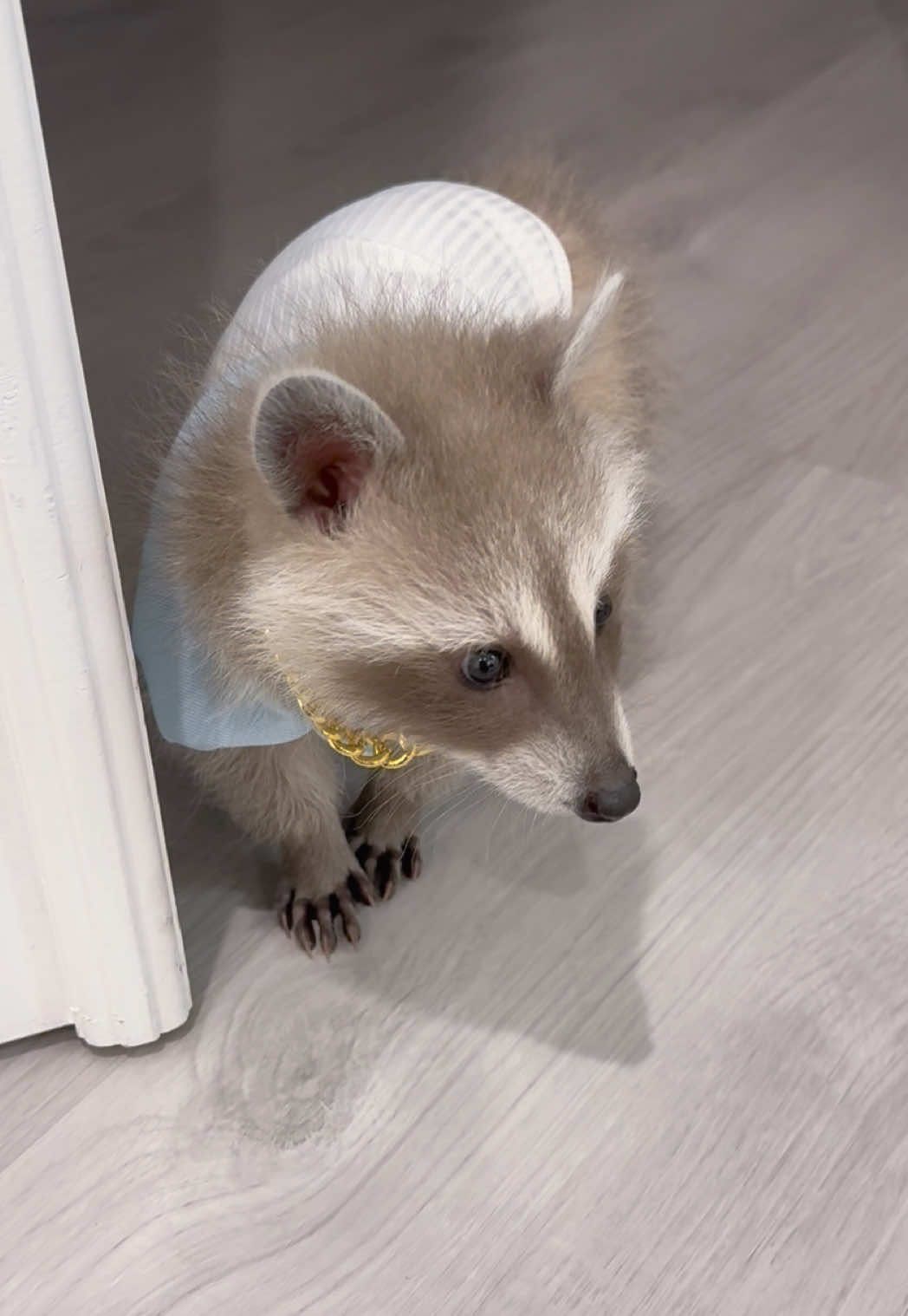 @Pooh the Raccoon
