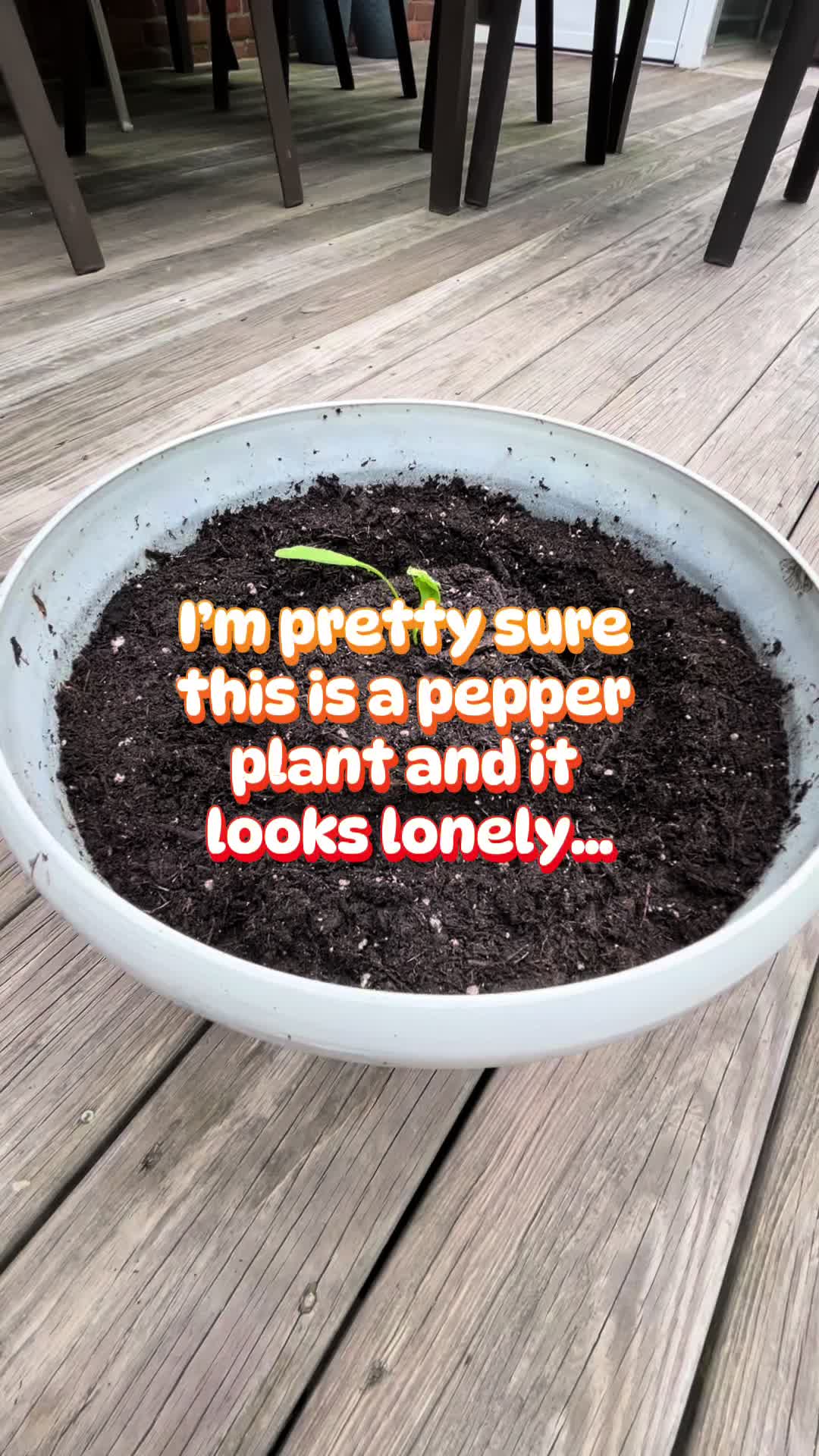 @Kim’s Happy Homestead 🌱