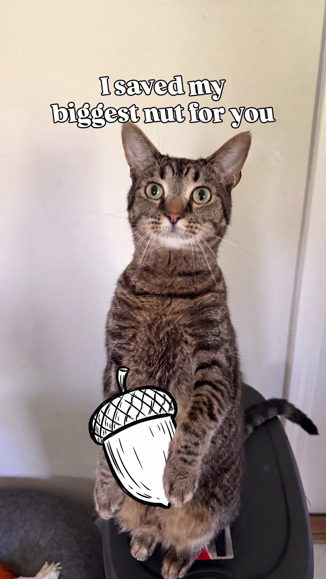 @Pepper the Rescue Cat 🐈⬛