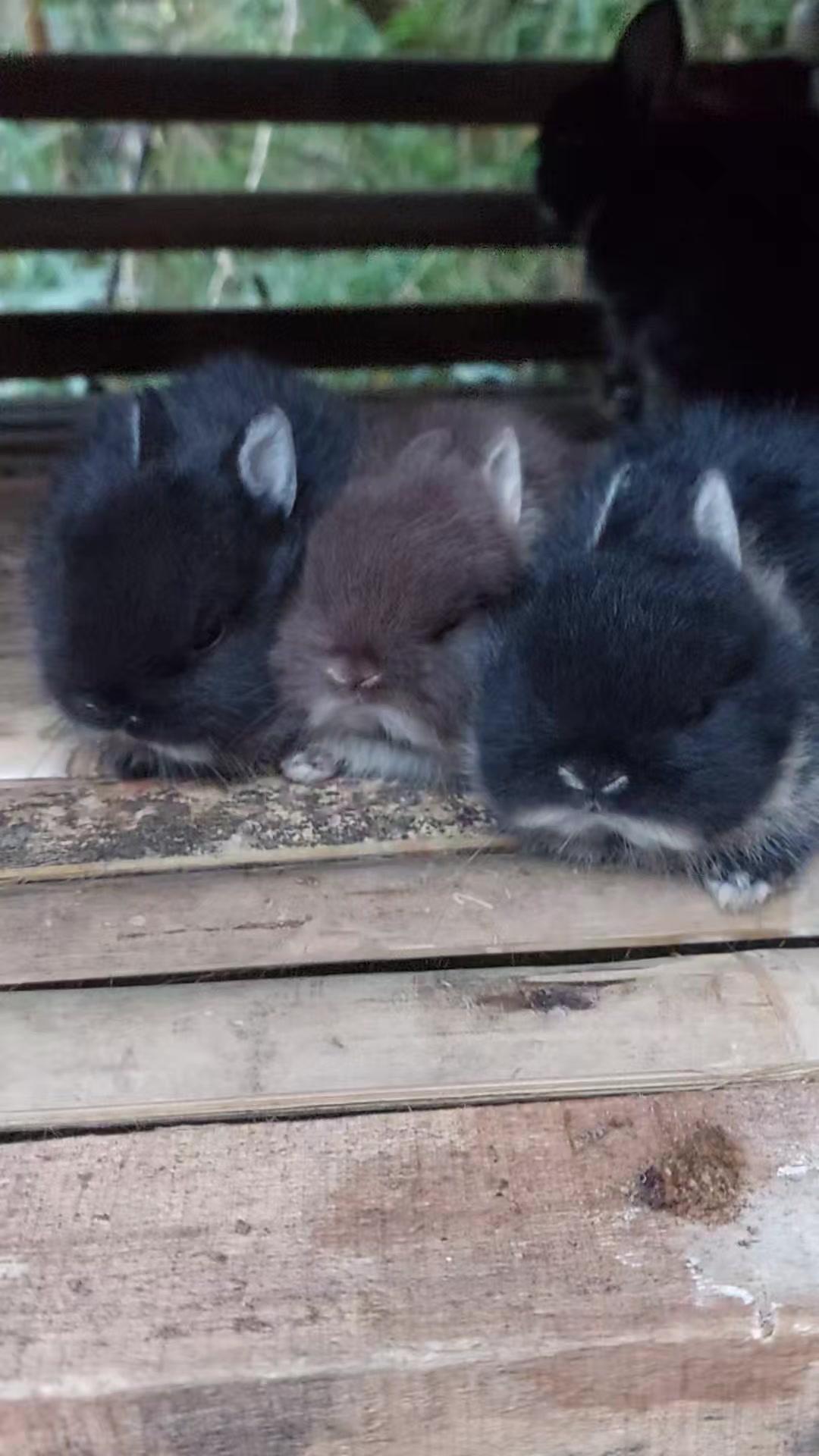 @Cileunyi Rabbit