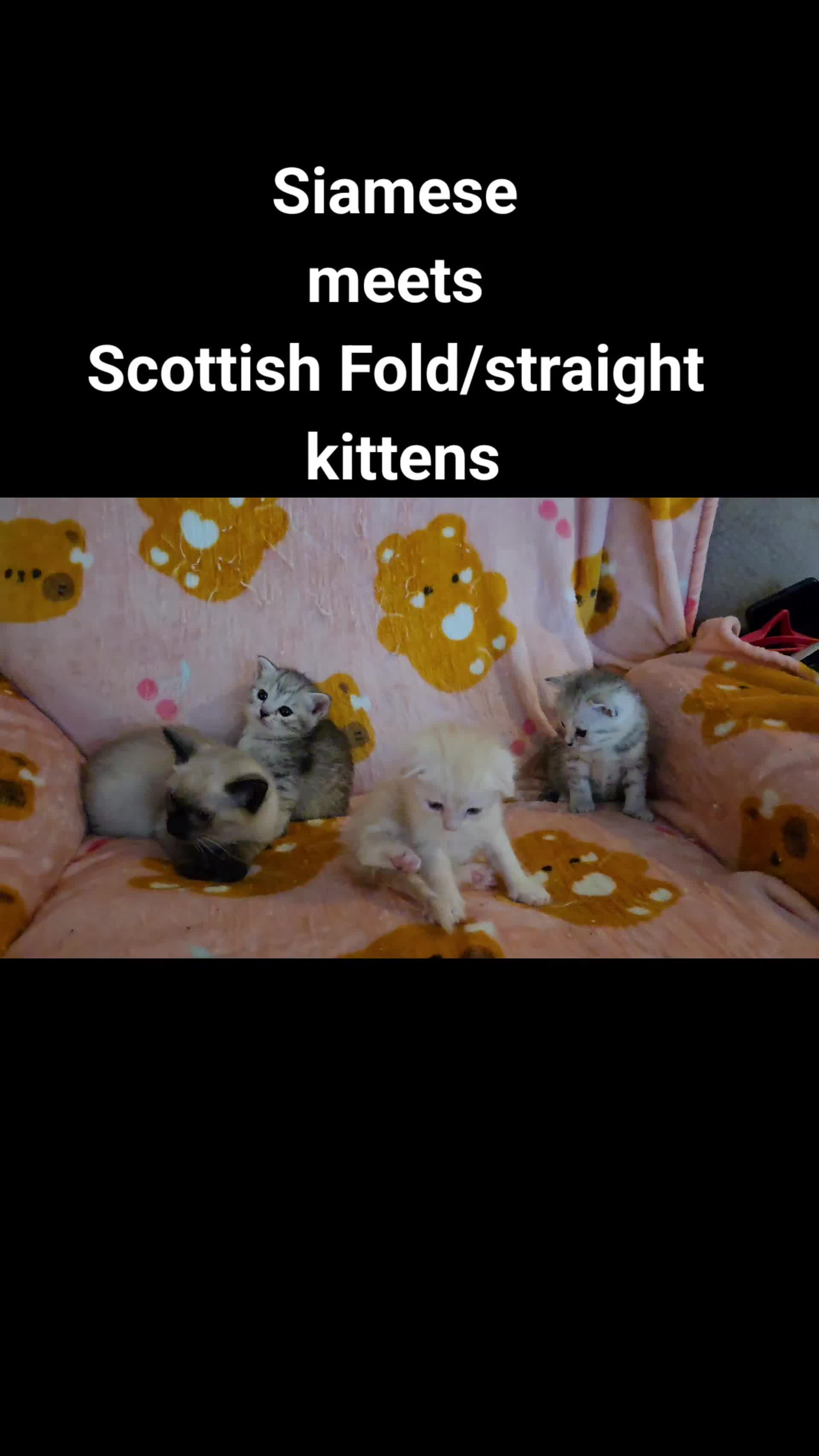 @Brittany Beauties Kittens