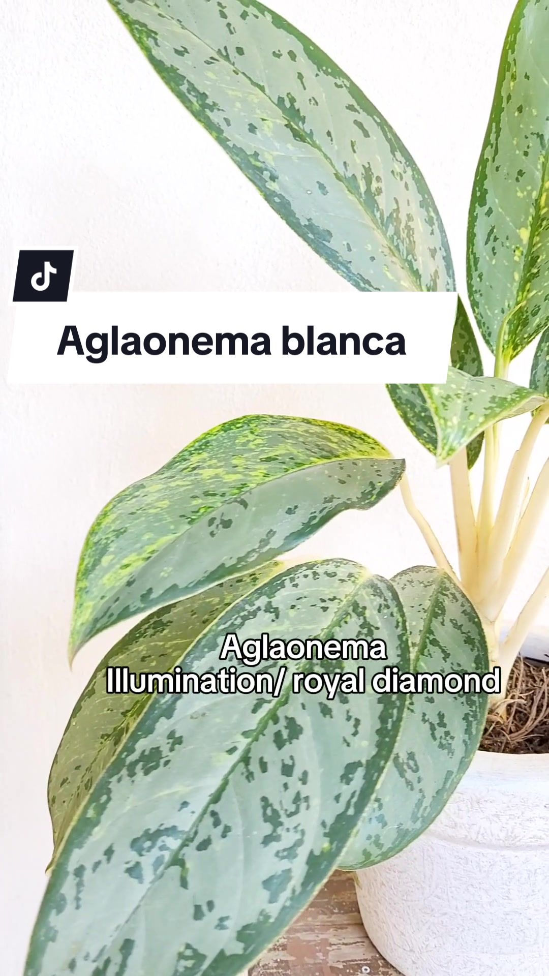 @Plantolog&iacute;a🌿