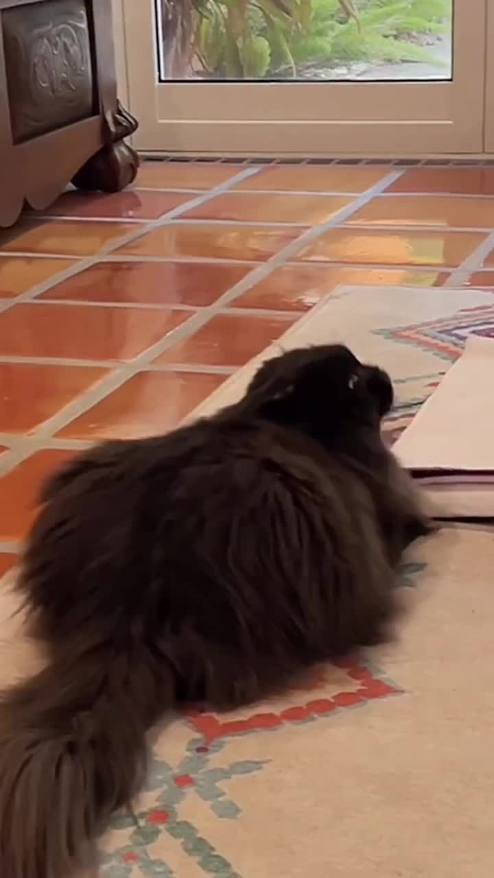 @Seamus the Scottish Fold