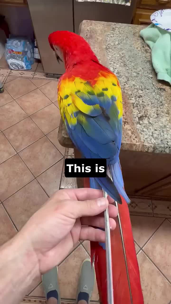 @pawfriends