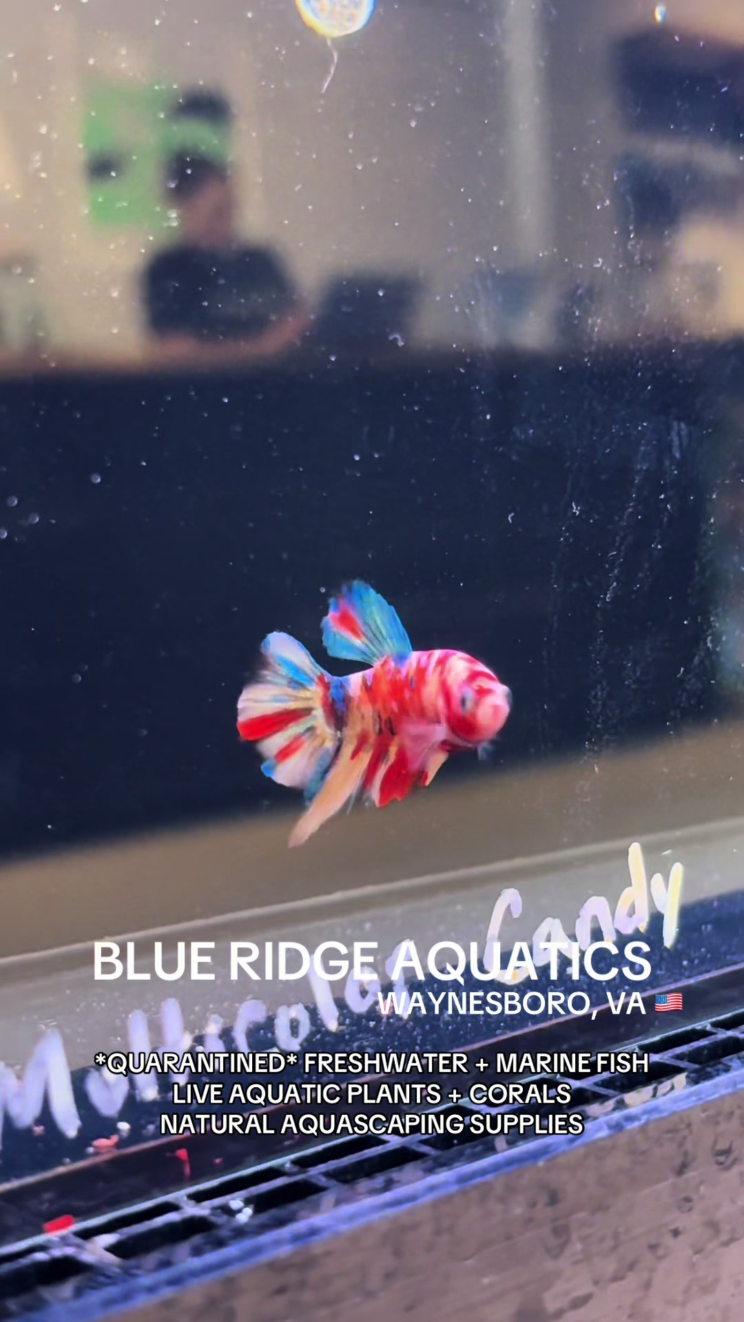 @Blue Ridge Aquatics