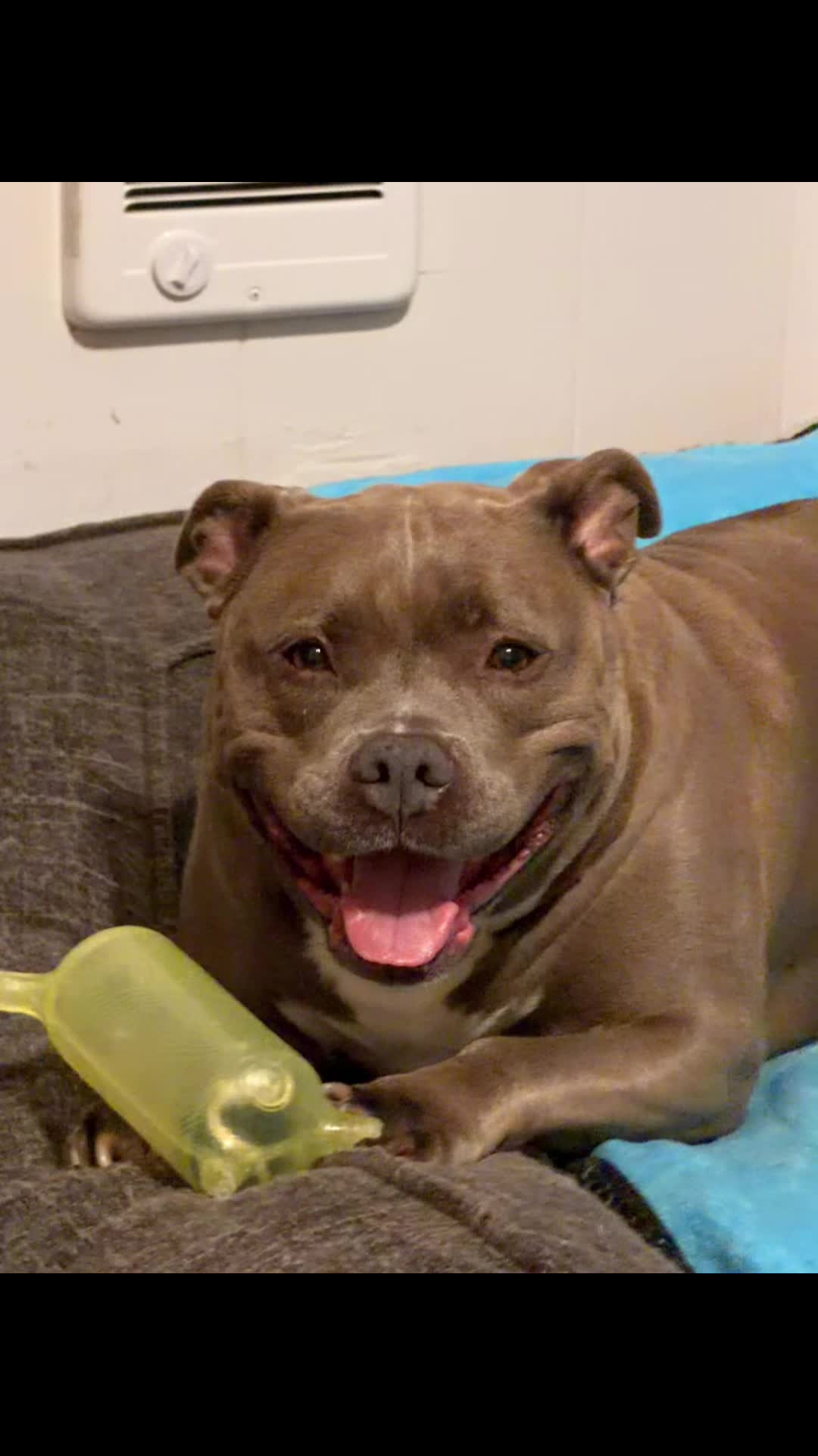 @IG: @lou.the.bully