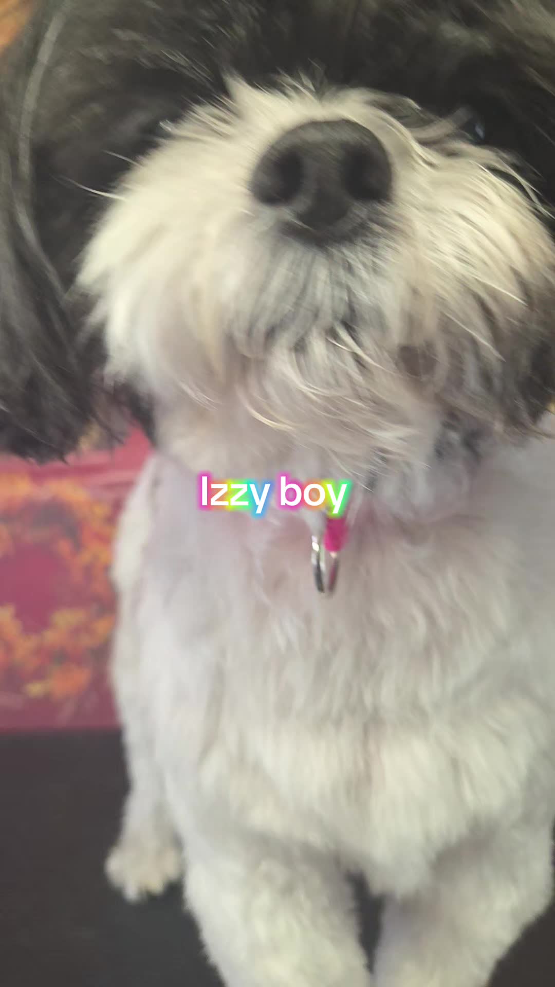 @Pet Stylist Christina