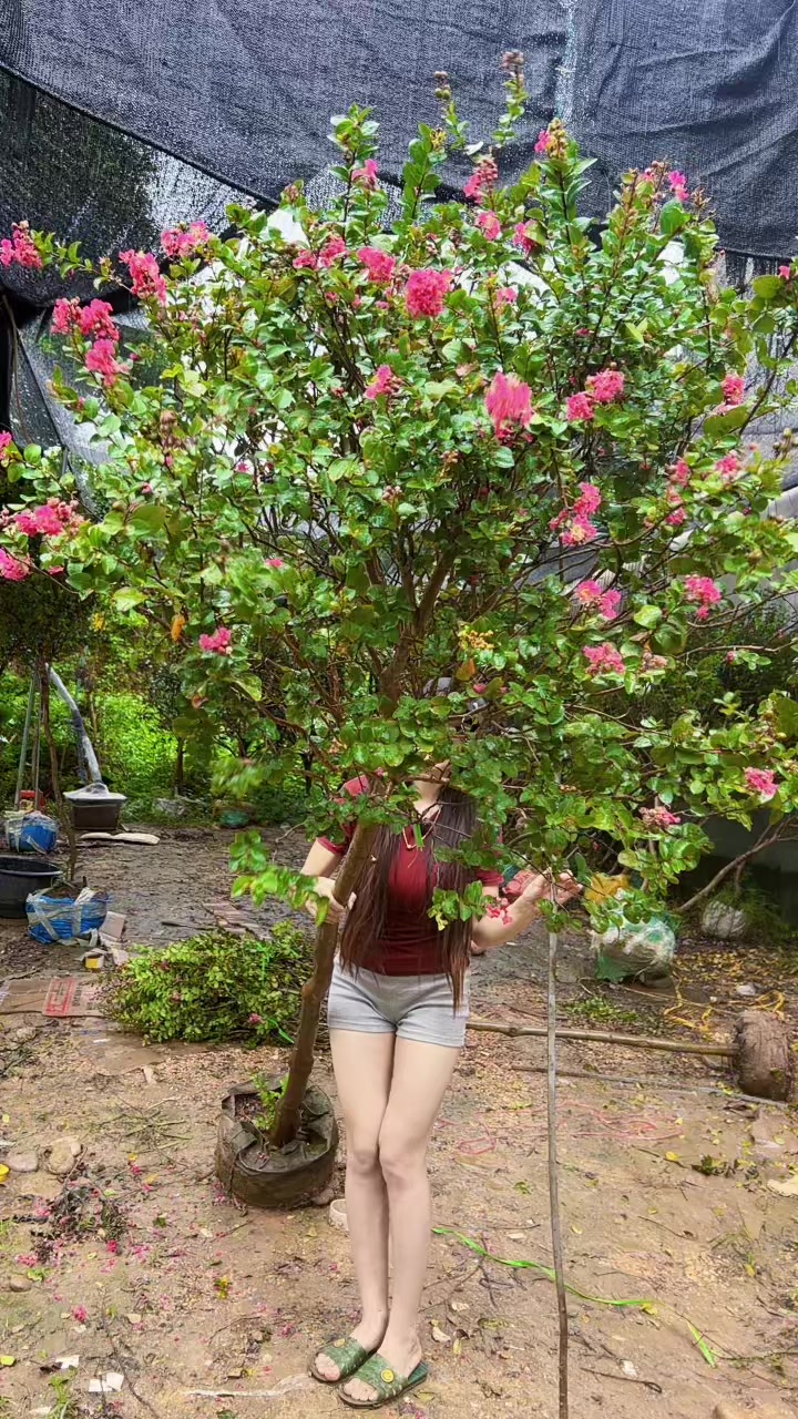 @Khổng La