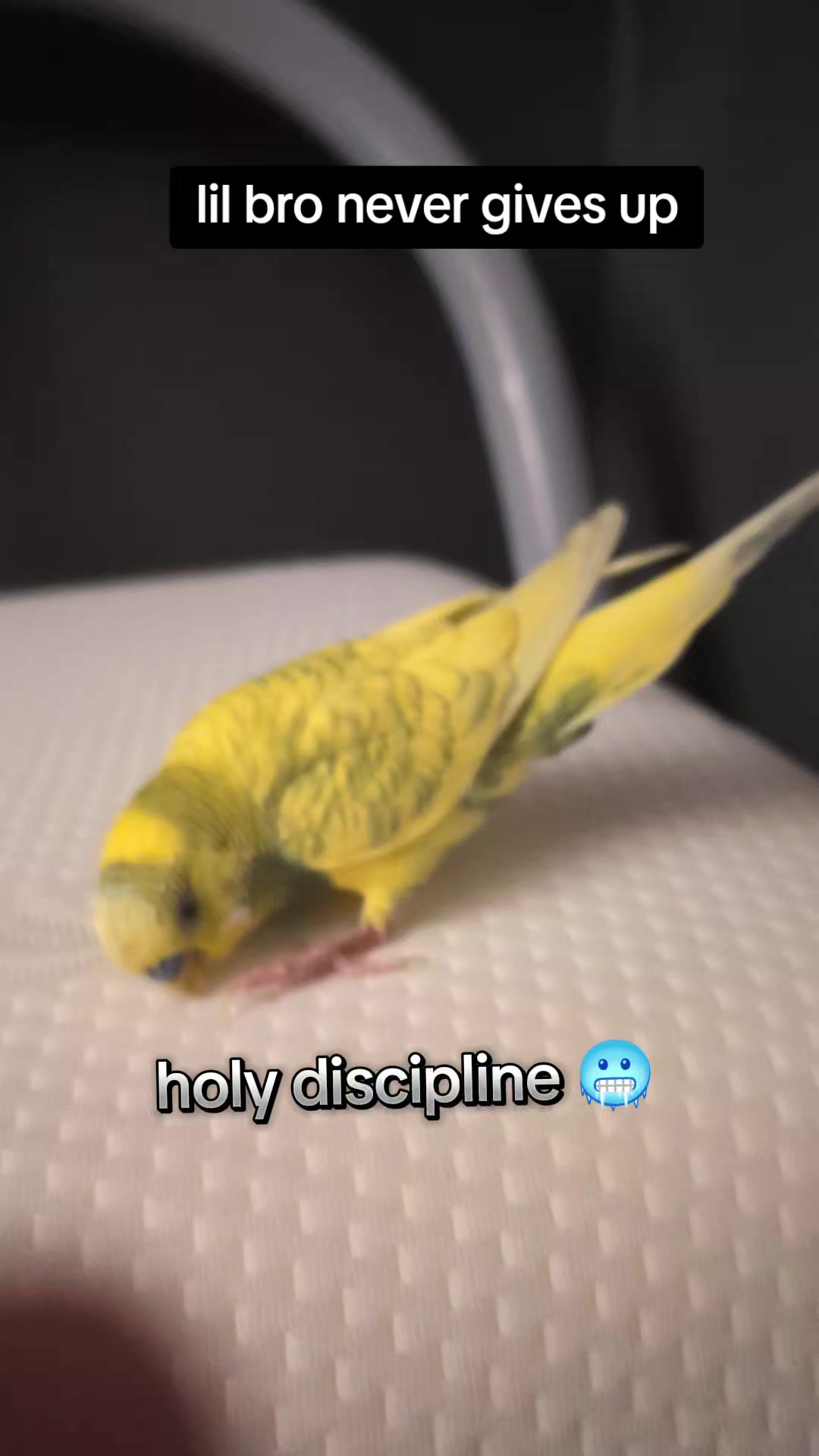 @hates_peach