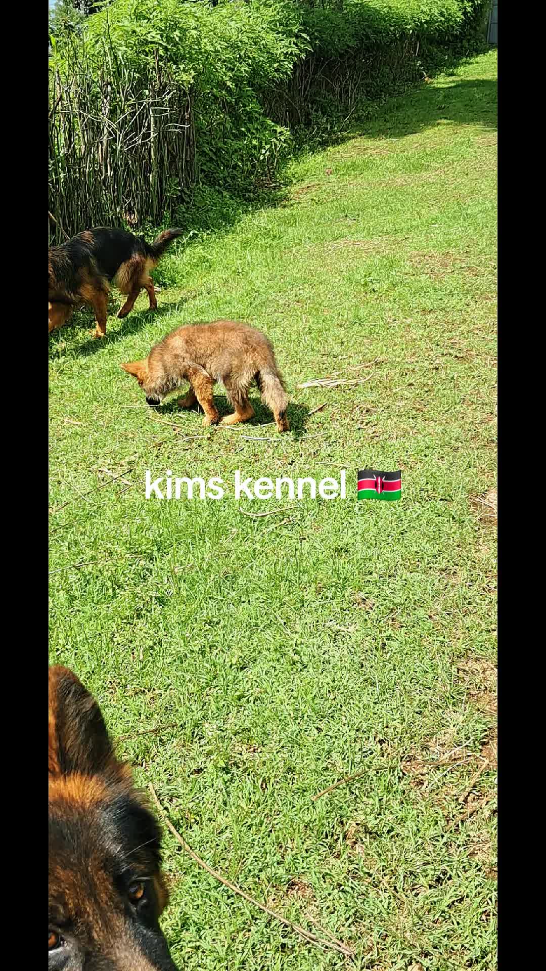 @Kims Kennel 🇰🇪